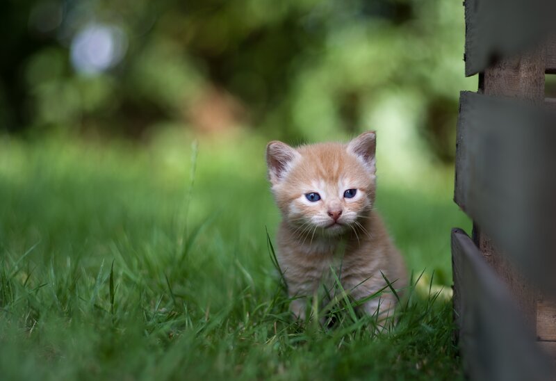 Orange Kitten in Grass — Green, Calm, Afternoon, Photograph, Wooden Structure