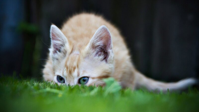 Orange Kitten in Grass — Green, Calm, Photograph