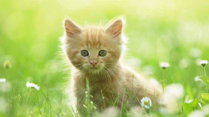 Orange Kitten in Grass — Green, Calm