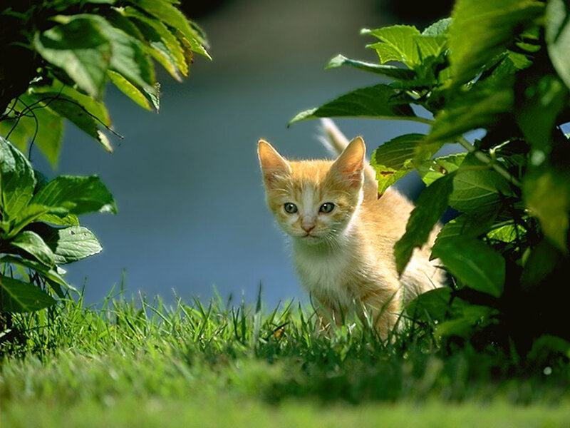 Orange Kitten in Grass — Green, Curious, Afternoon
