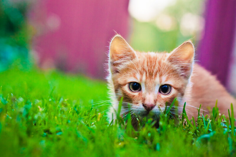 Orange Kitten in Grass — Green, Curious