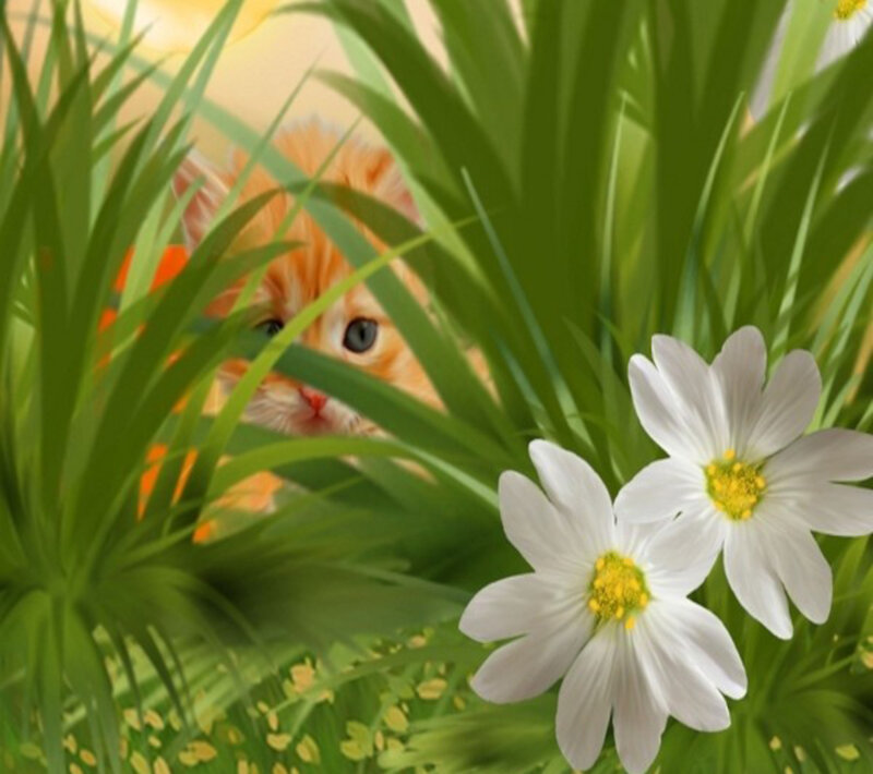 Orange Kitten in Grass — Green, Playful, Morning