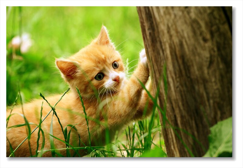 Orange Kitten in Grass — Green, Playful
