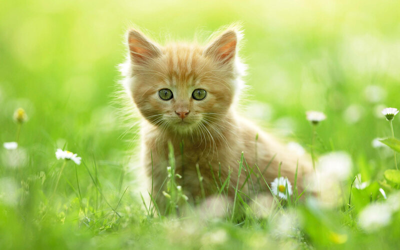 Orange Kitten in Grass — Green, Serene, Afternoon, Photograph