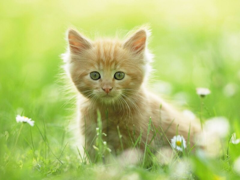Orange Kitten in Grass — Green, Serene, Afternoon
