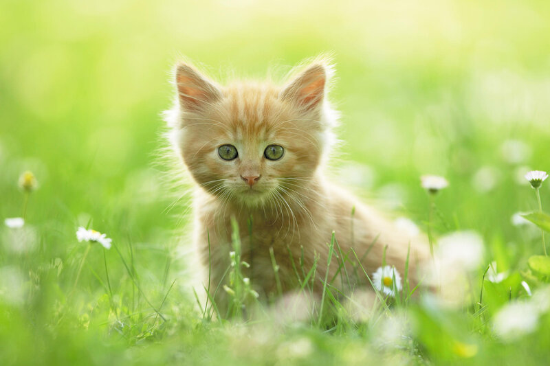 Orange Kitten in Grass — Green, Serene