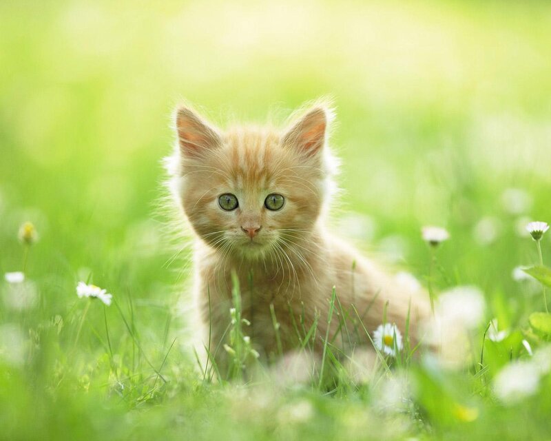 Orange Kitten in Grass — Green