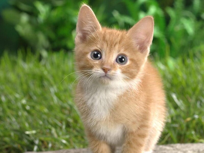 Orange Kitten in Grass — Innocent, Afternoon