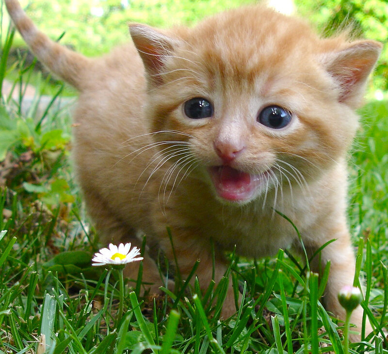 Orange Kitten in Grass — Playful