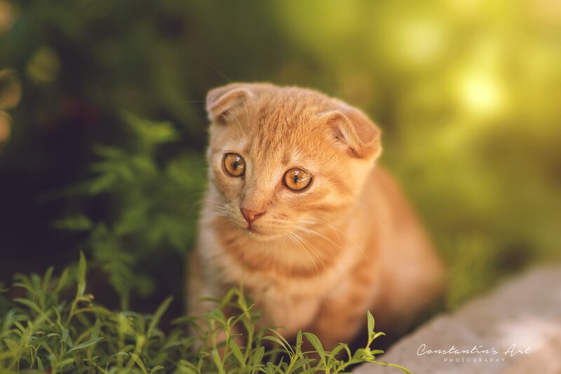 Orange Kitten in Grass — Serene