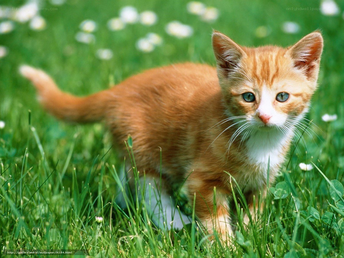Orange kitten in grass