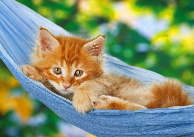 Orange Kitten in Hammock — Blue