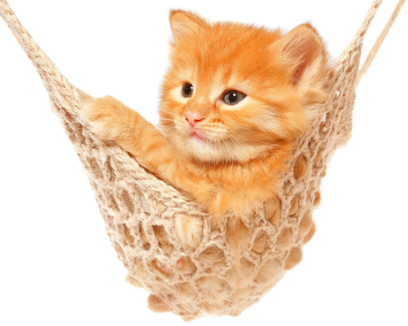 Orange Kitten in Hammock — Calm, Photograph