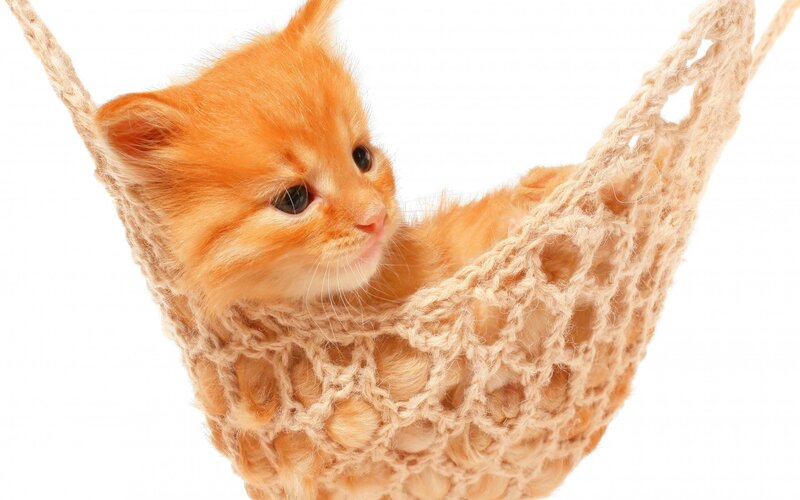 Orange Kitten in Hammock — Calm, Photograph, White Background