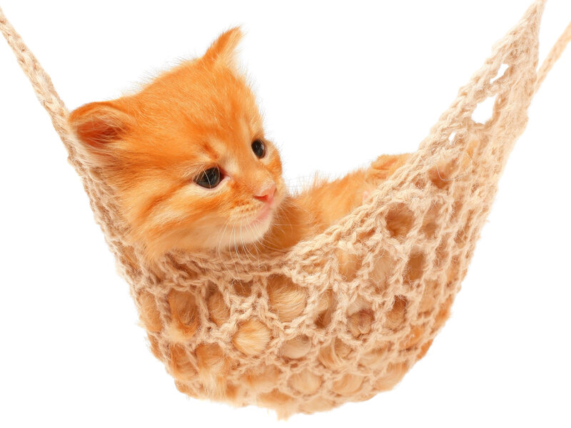 Orange Kitten in Hammock — Calm