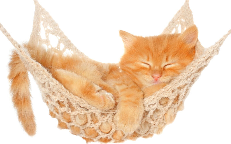 Orange Kitten in Hammock — Peaceful