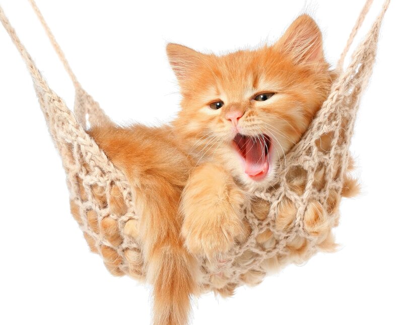 Orange Kitten in Hammock — Playful