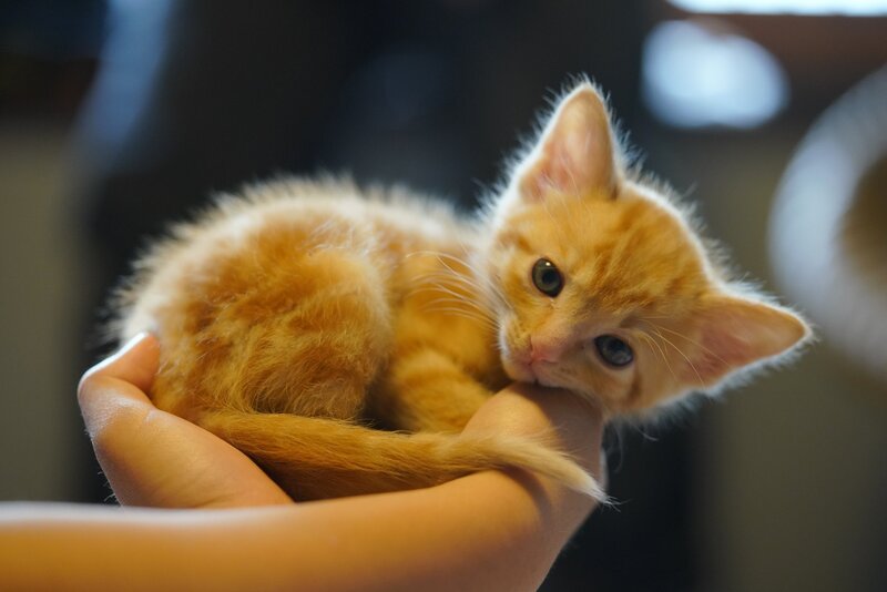 Orange Kitten in Hand — Calm, Photograph
