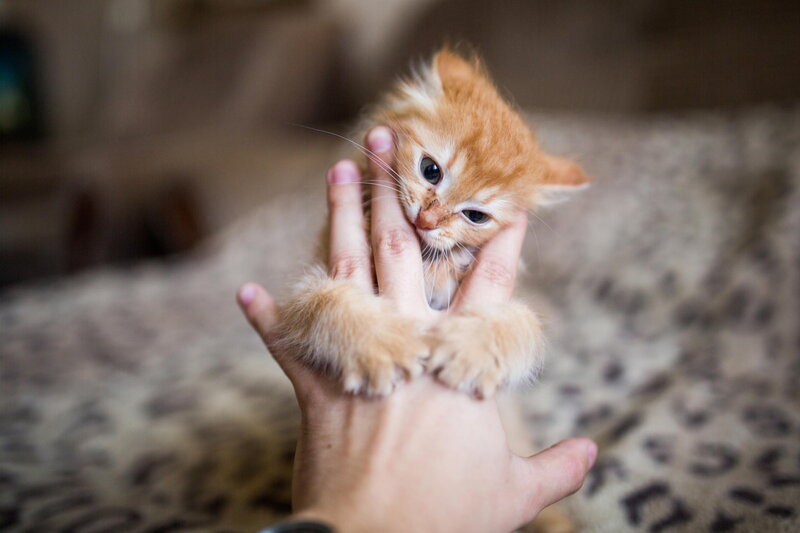 Orange Kitten in Hand — Calm