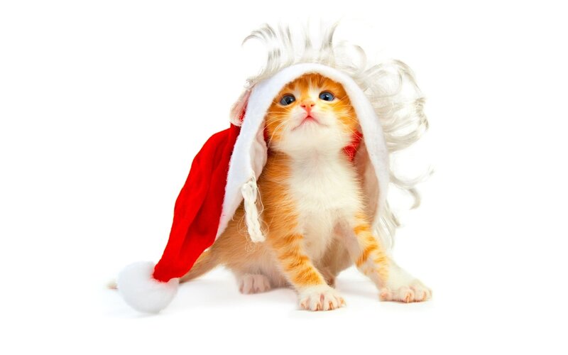 Orange Kitten in Hat — Innocent, Photograph, Santa Hat