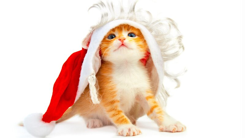 Orange Kitten in Hat — Innocent, Photograph