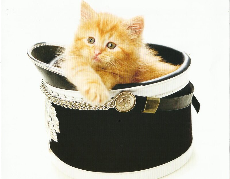 Orange Kitten in Hat — Innocent