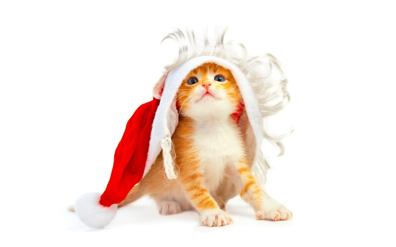 Orange Kitten in Hat