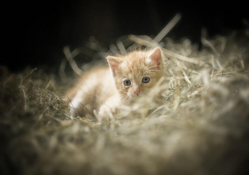 Orange Kitten in Hay