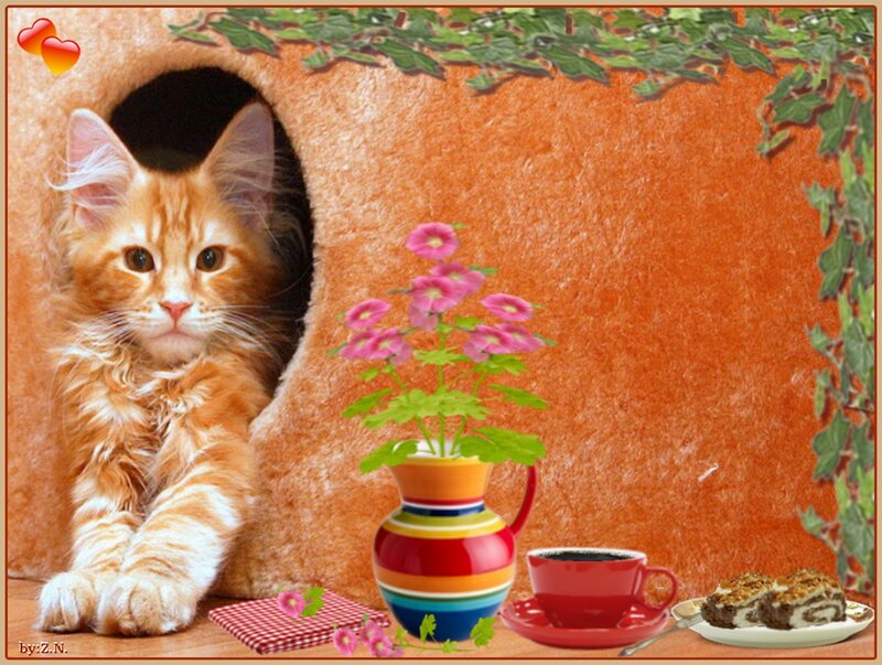 Orange Kitten in House