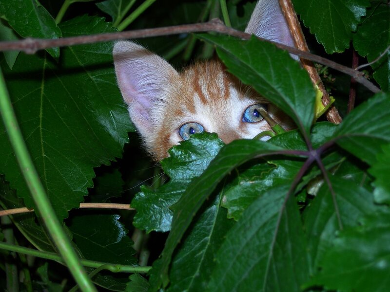 Orange Kitten in Leaves