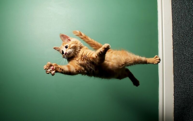 Orange Kitten in Mid-air — Green
