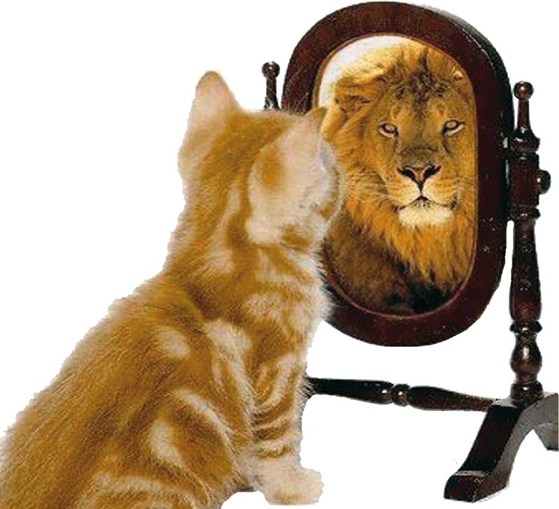 Orange Kitten in Mirror — Curious, Photograph