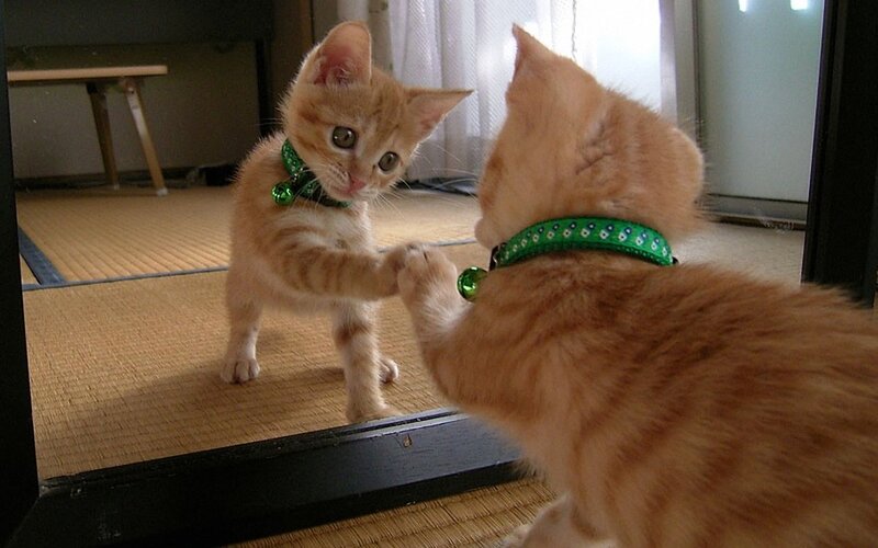 Orange Kitten in Mirror — Curious