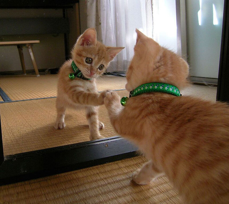 Orange Kitten in Mirror