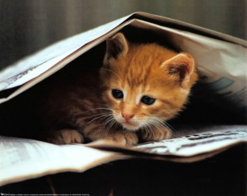 Orange Kitten in Newspaper