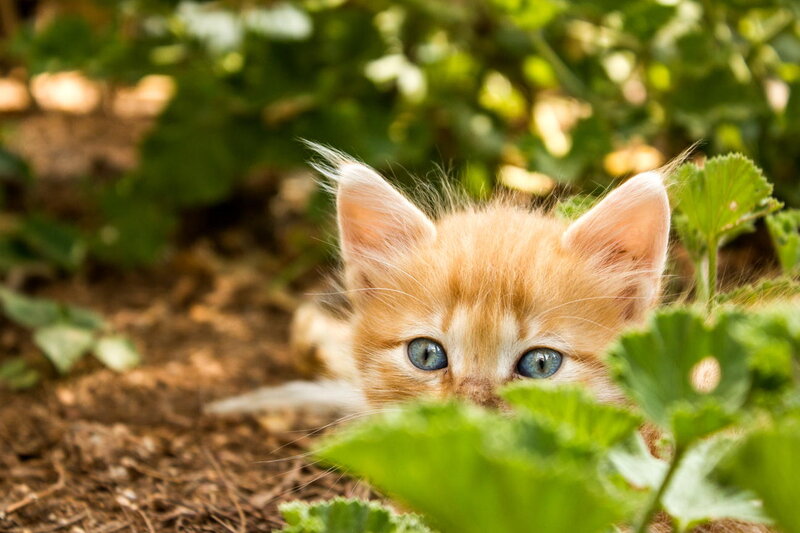 Orange Kitten in Plants — Green