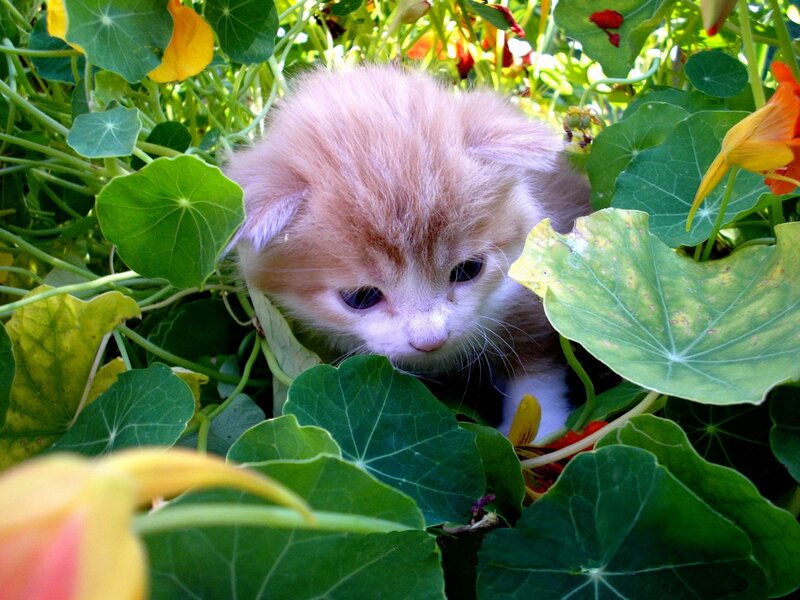Orange Kitten in Plants