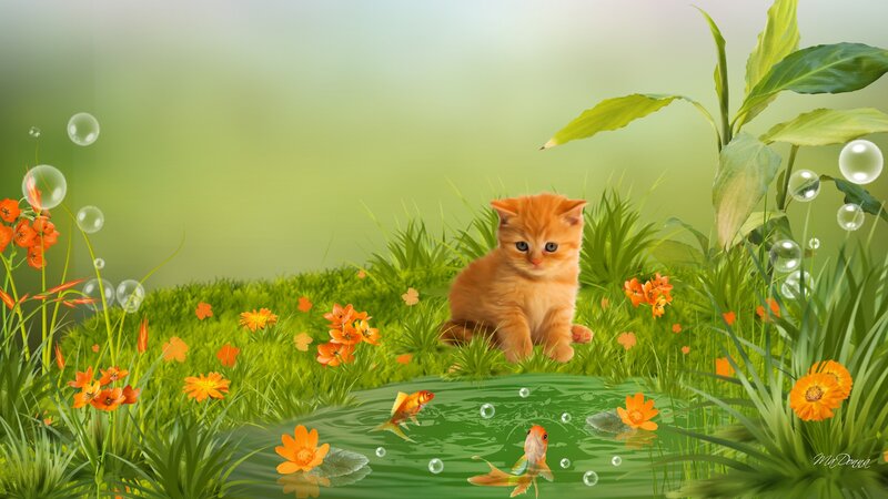 Orange Kitten in Pond