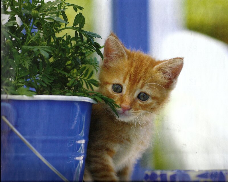 Orange Kitten in Pot — Curious