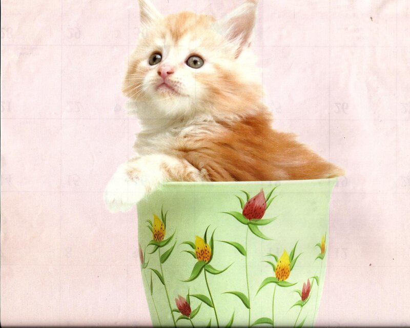 Orange Kitten in Pot — Pink