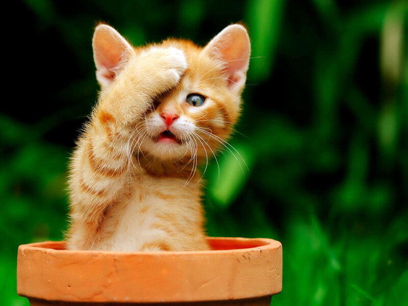 Orange Kitten in Pot — Playful, Photograph, Greenery