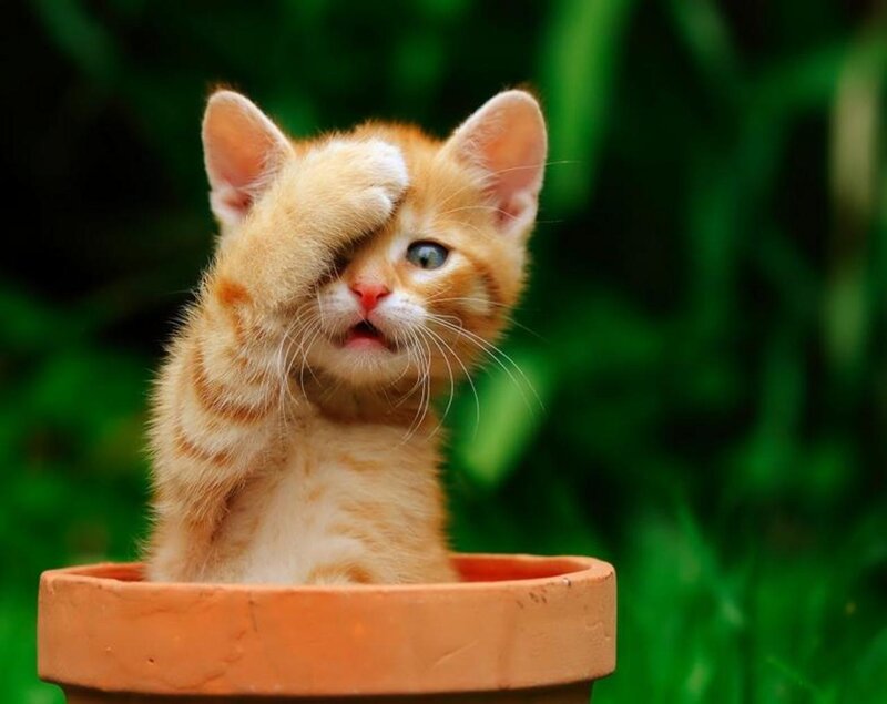 Orange Kitten in Pot — Playful, Photograph