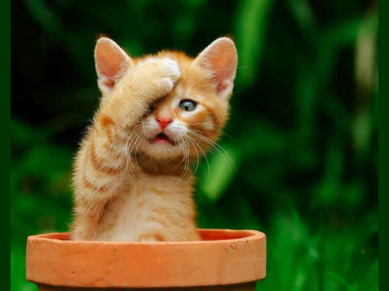 Orange Kitten in Pot — Playful
