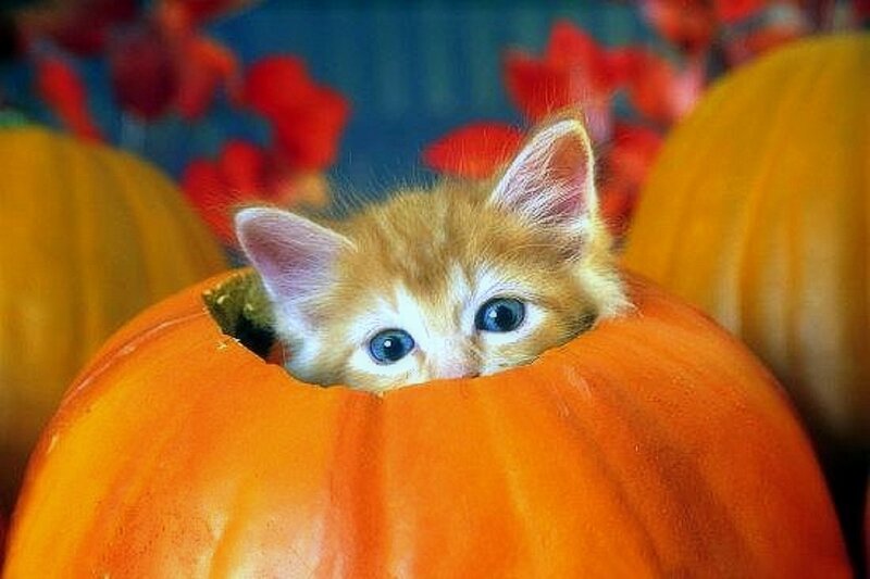 Orange Kitten in Pumpkin