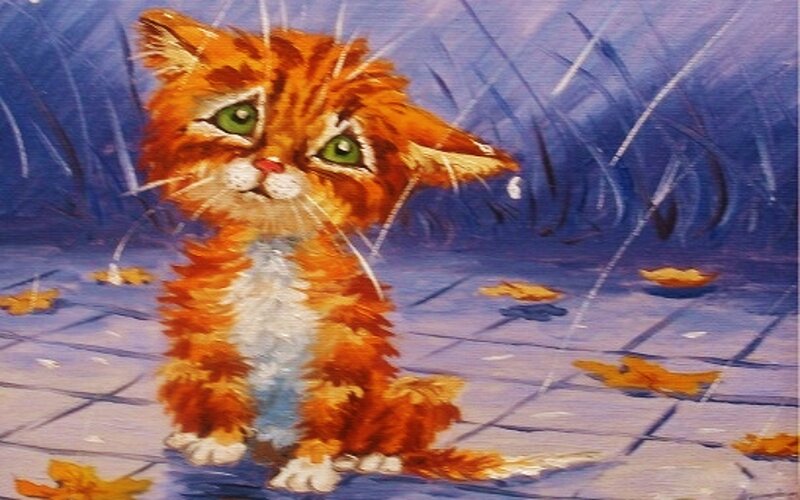 Orange Kitten in Rain