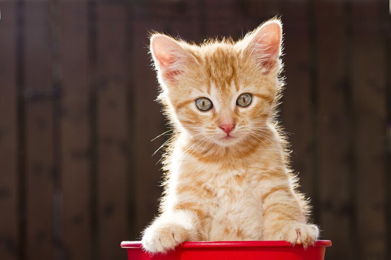 orange kitten in red bowl
