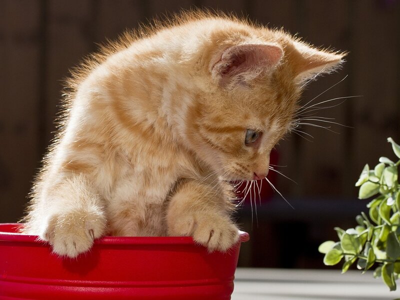 Orange Kitten in Red Bowl — Curious