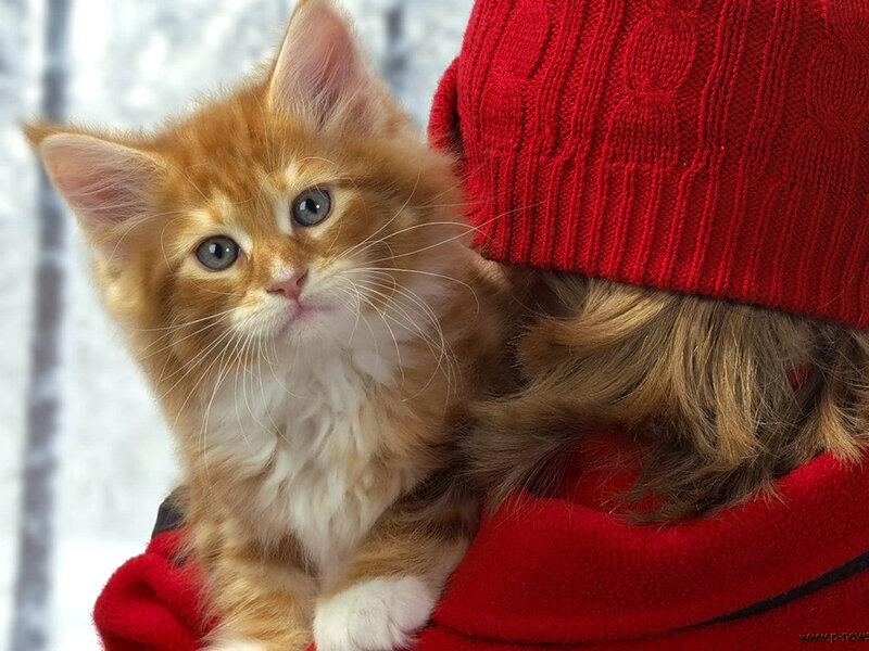 Orange Kitten in Red Sweater