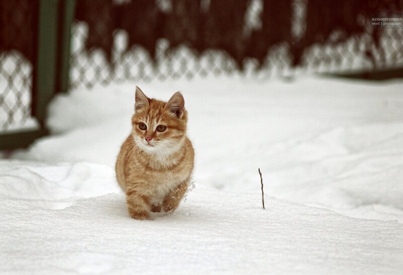 Orange Kitten in Snow — White, Calm