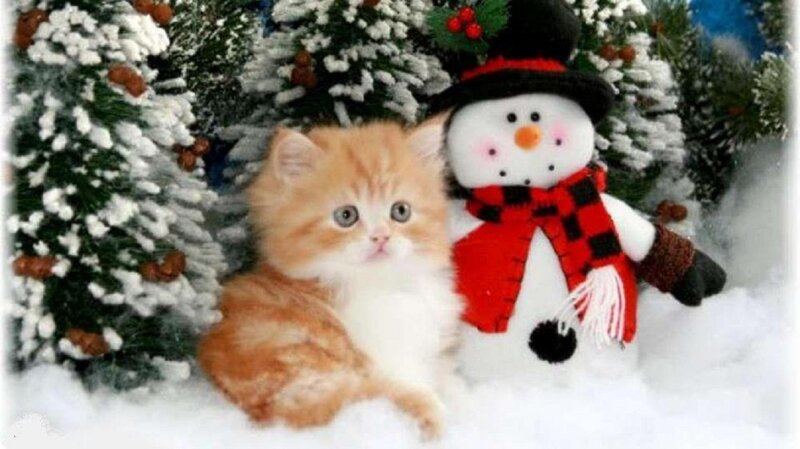 Orange Kitten in Snow — White